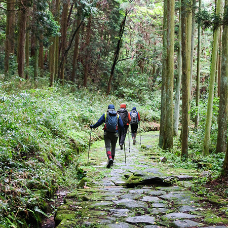 Three hikers walking along a moss-covered stone trail through cedar forest